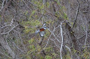 Kingfisher, Ringed, 2013--01073622 Sabal Palm Sanctuary, Brownsville, TX_2